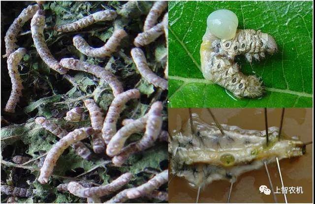 154233320863360432.jpg 微信图片_20181116095107.jpg