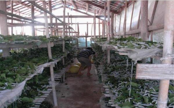 秋季养蚕的注意事项 秋季养蚕的注意事项